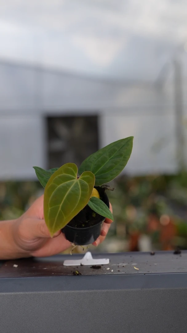 完全开放kos杂papi杂