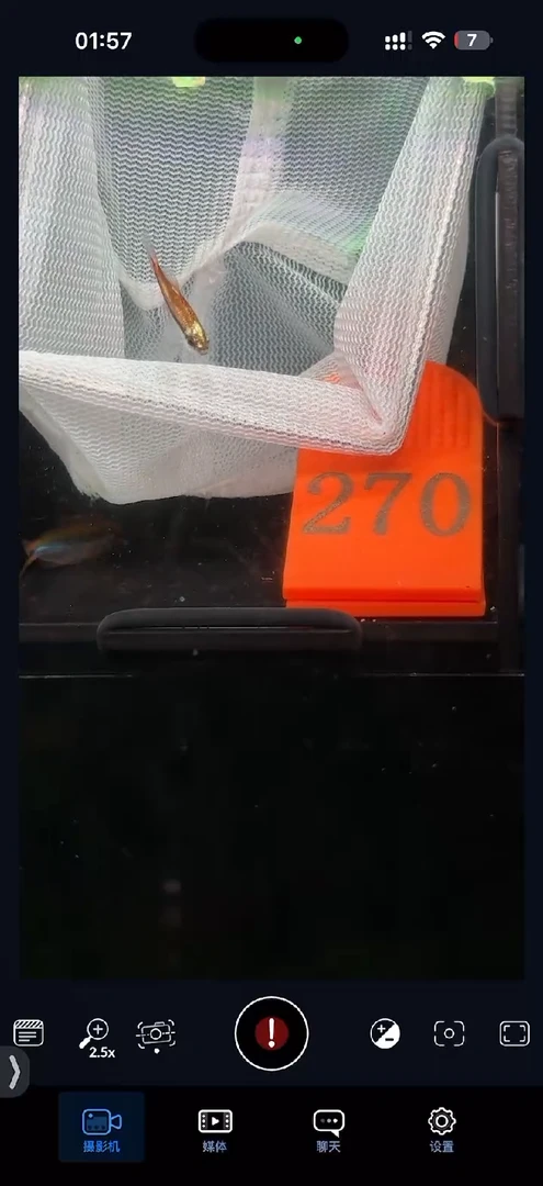 灯科鱼【270】白金巧克力
