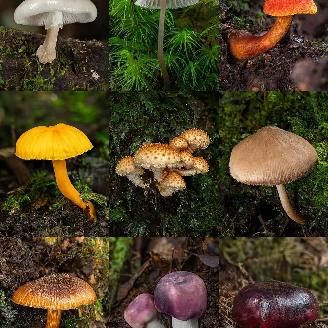 1【K-老-树-皮】净含量250g-1000g【阿虎现收】菌