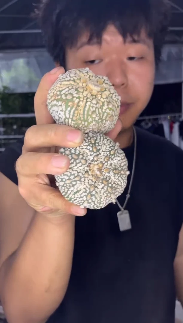 2颗 浓白兜【实生根】4-6cm