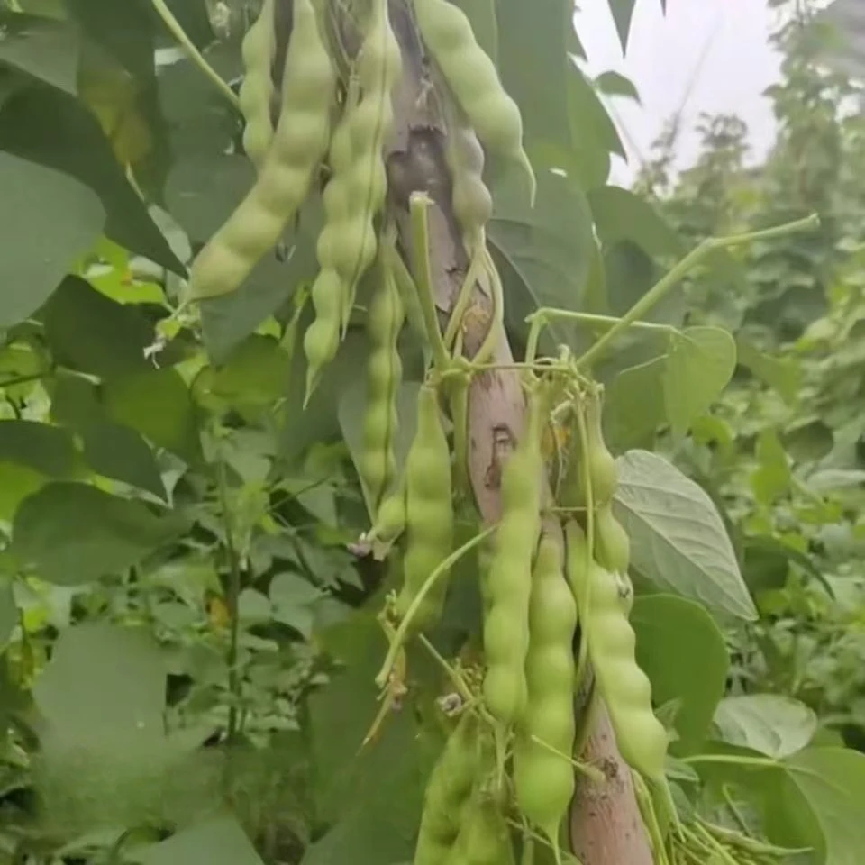 【闯关东嘎啦豆种子】四季种植盆栽地栽阳台小院种植