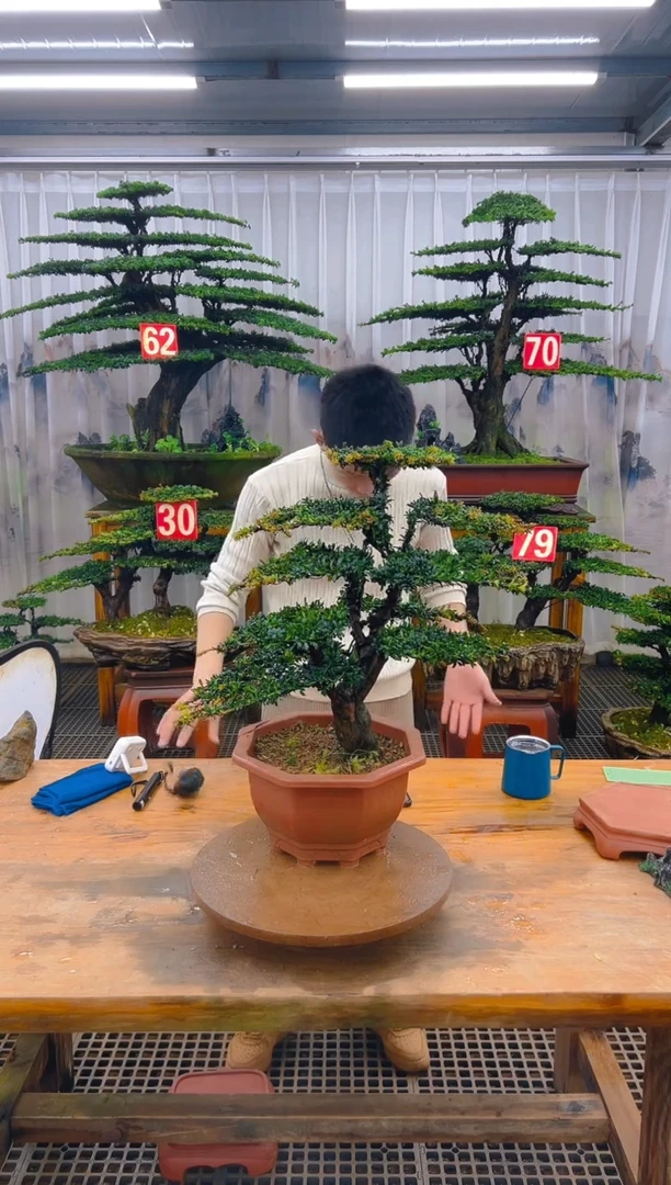 无花朵精品盆景直播间一物一拍