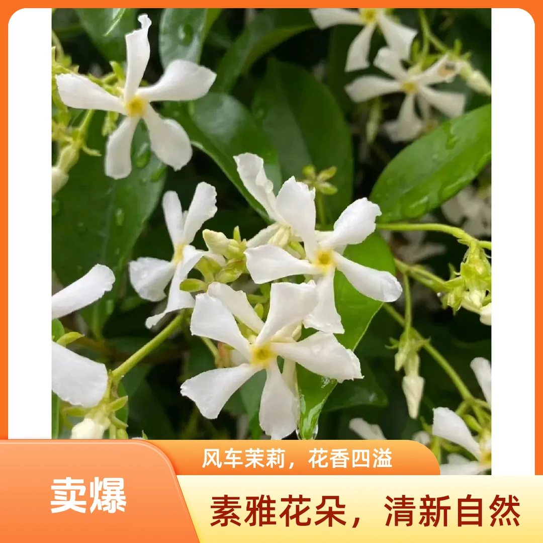 【风车茉莉】爬藤植物大苗络石藤本四季浓香花卉盆栽花园造景浓郁香