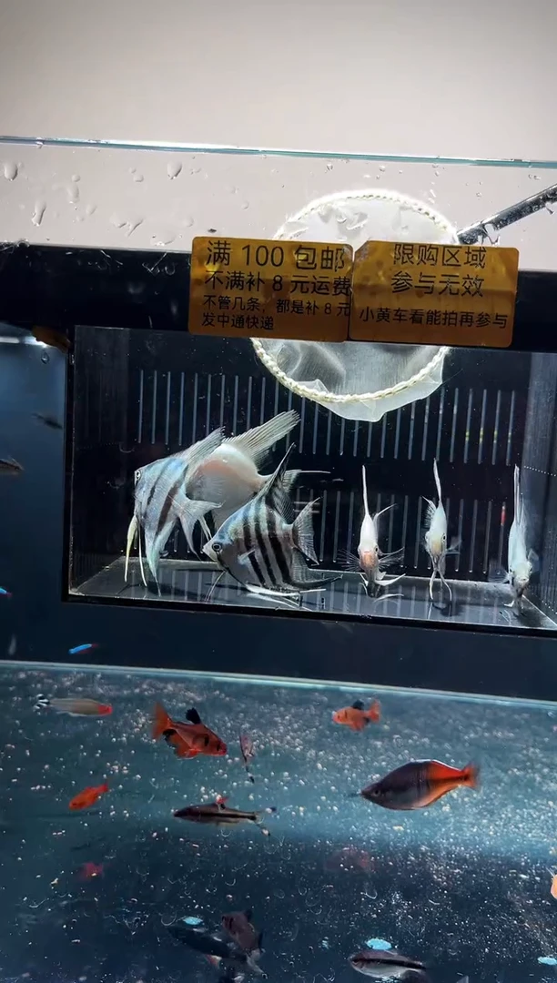 神仙鱼一物一拍，25.9包邮