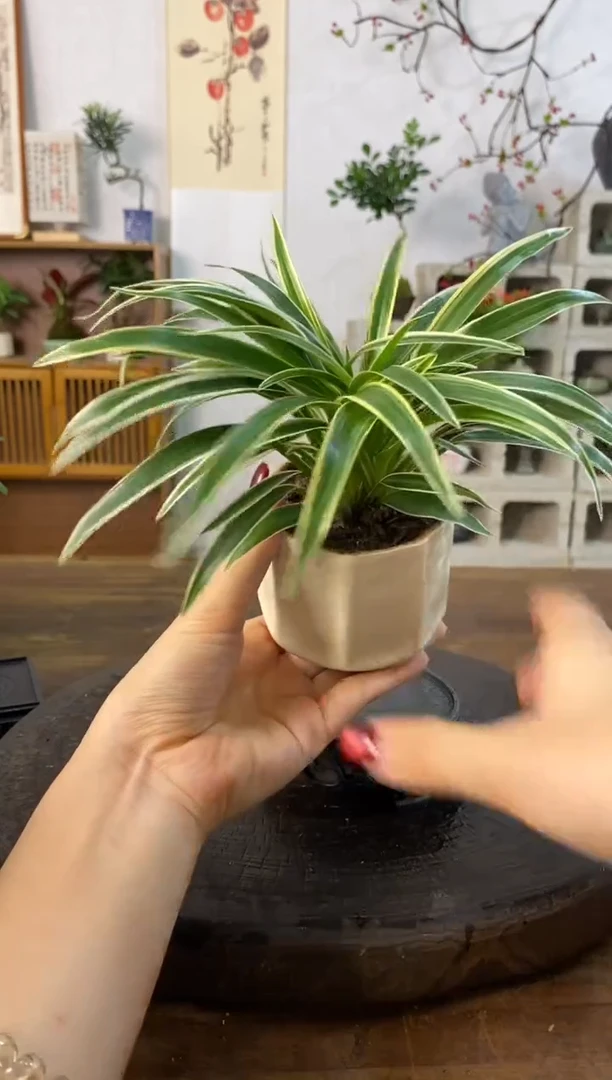 不开花植物吊兰110