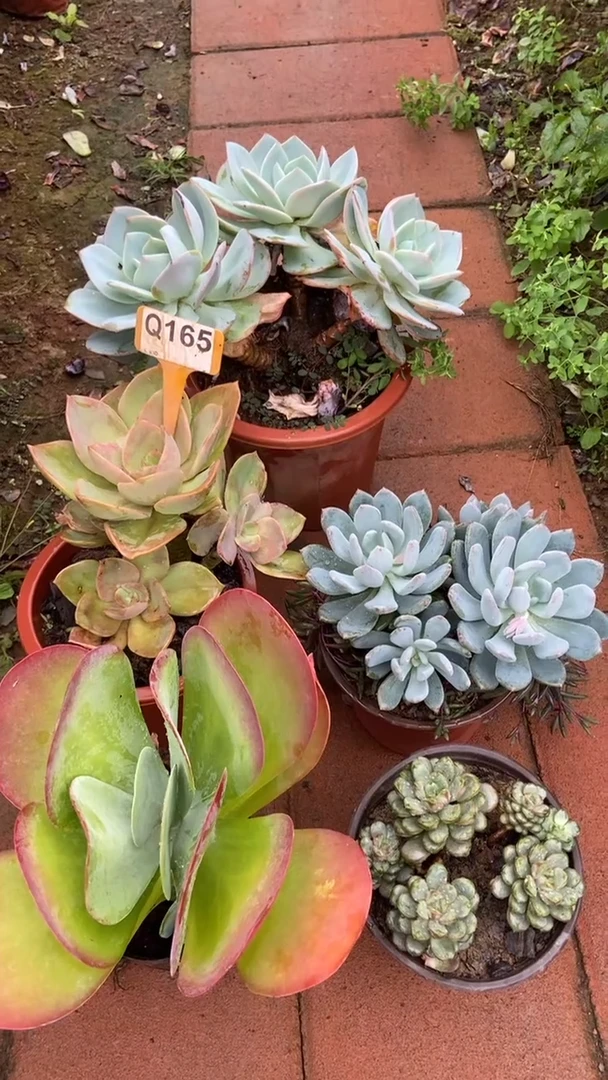 Q165多肉组合默认脱土发货