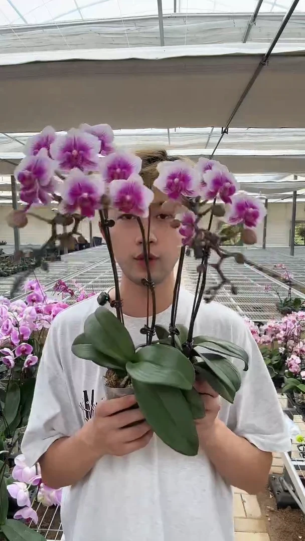 完全开放可爱多2棵