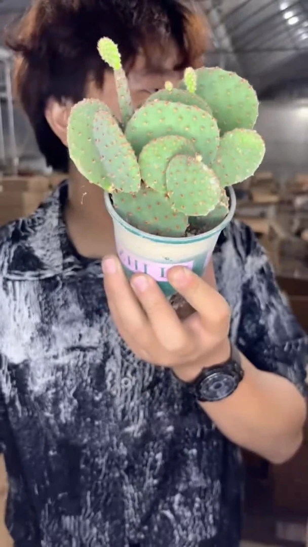 红太古 仙人掌【带盆土】