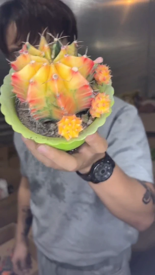 牡丹自然锦【带盆土】7-10cm