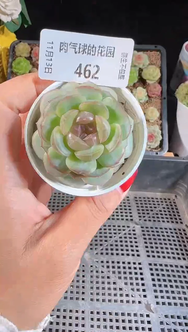 1113-462甘棠群生不包整