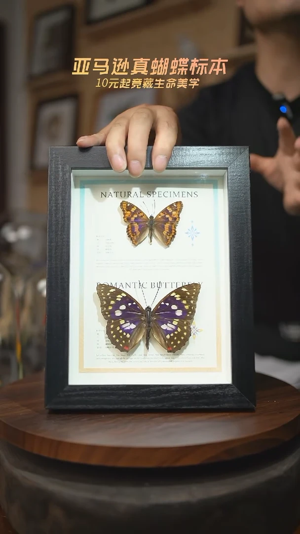 有机玻璃双蝶组合柳紫闪蛱蝶大紫蛱蝶