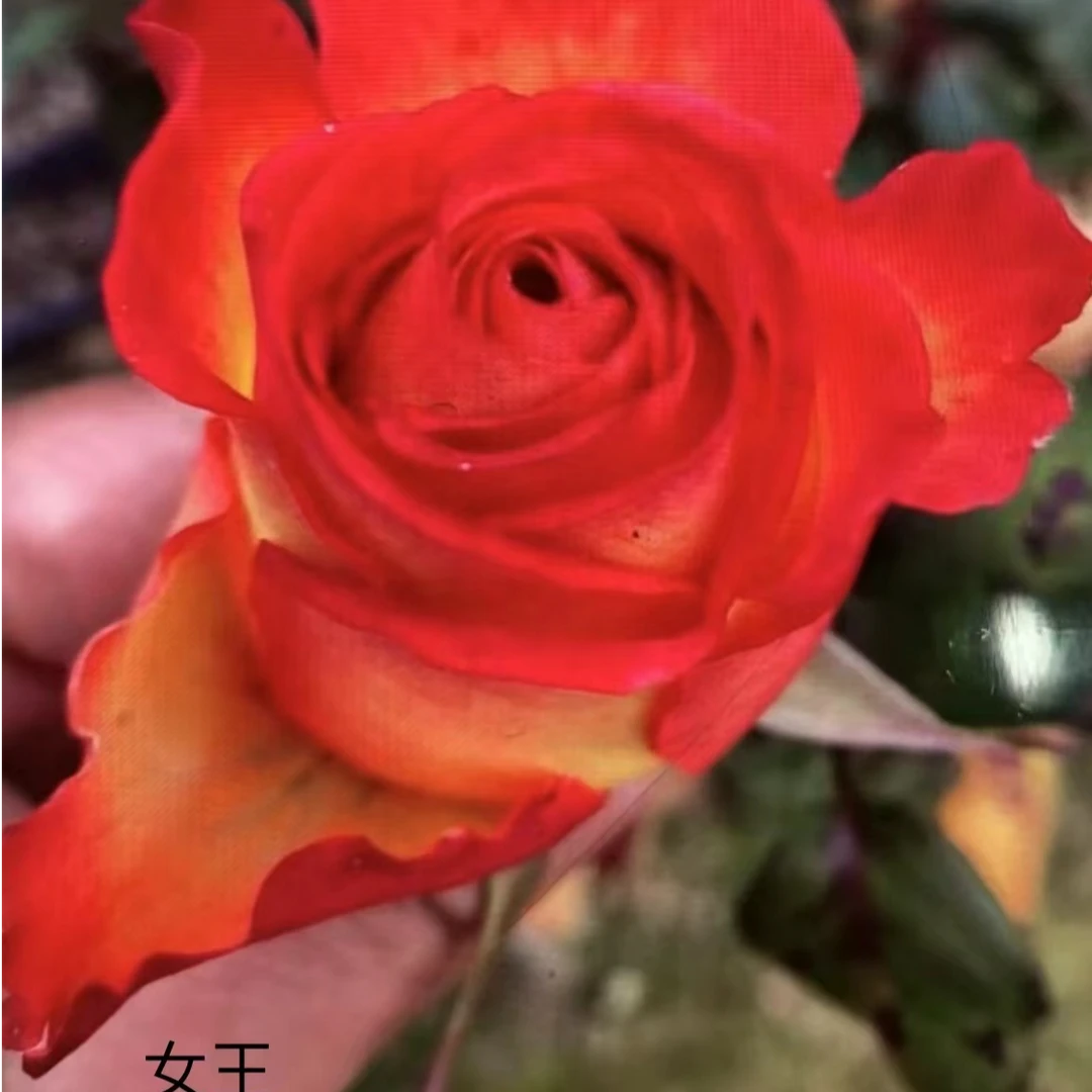 女王大苗   四季灌木月季