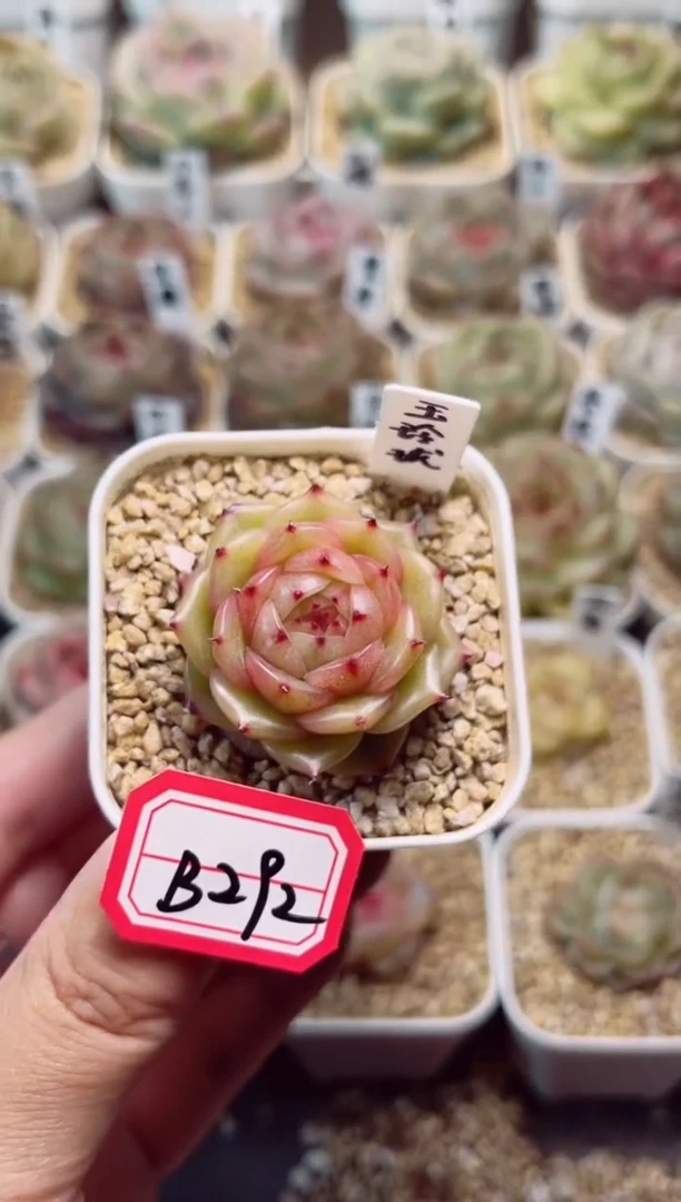 B292玉玲珑一物一拍