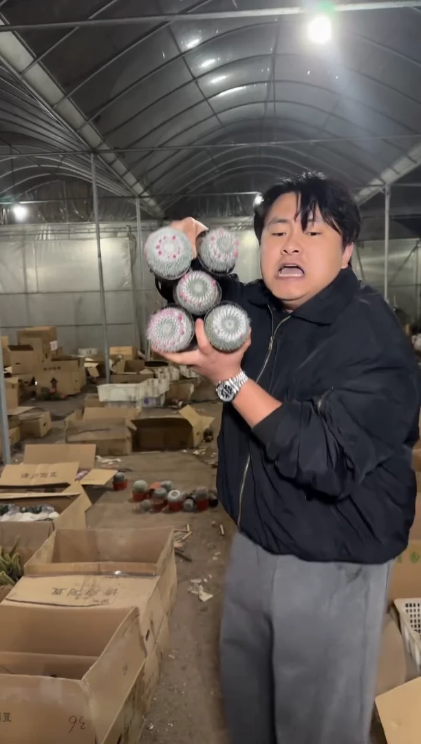 5颗 单头 玉翁【带雪顶】4-6cm