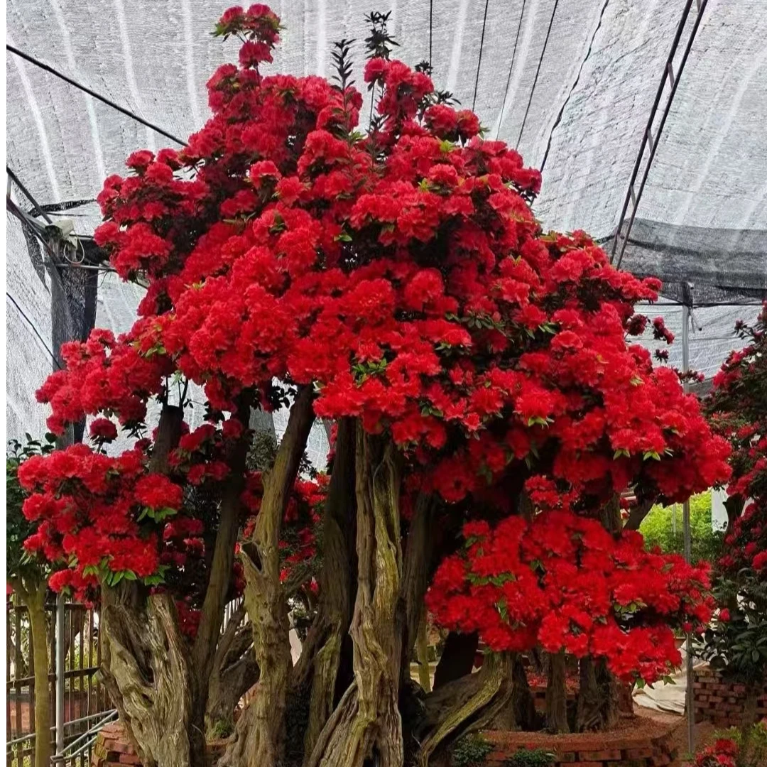 庭院造景专属，丹东红杜鹃老桩，好养易活（包打木架不包邮）