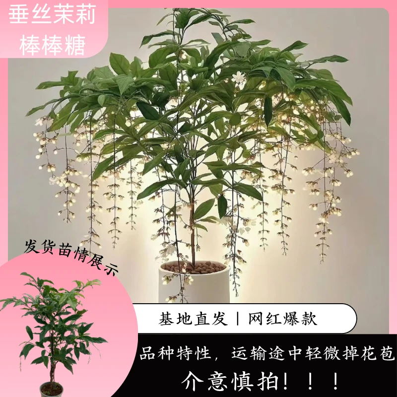 【网红热销】垂丝茉莉棒棒糖 多年生 开花 适合阳台种植 基地直发