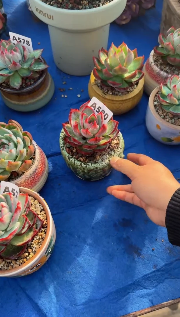 【闪购商品】A580惊鸿仙子（裸根发货）