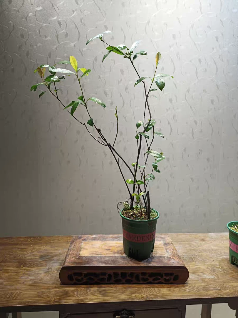 （福利款）熟桩带加仑盆海岛春花飘枝单杆丛林随机发货介意勿拍