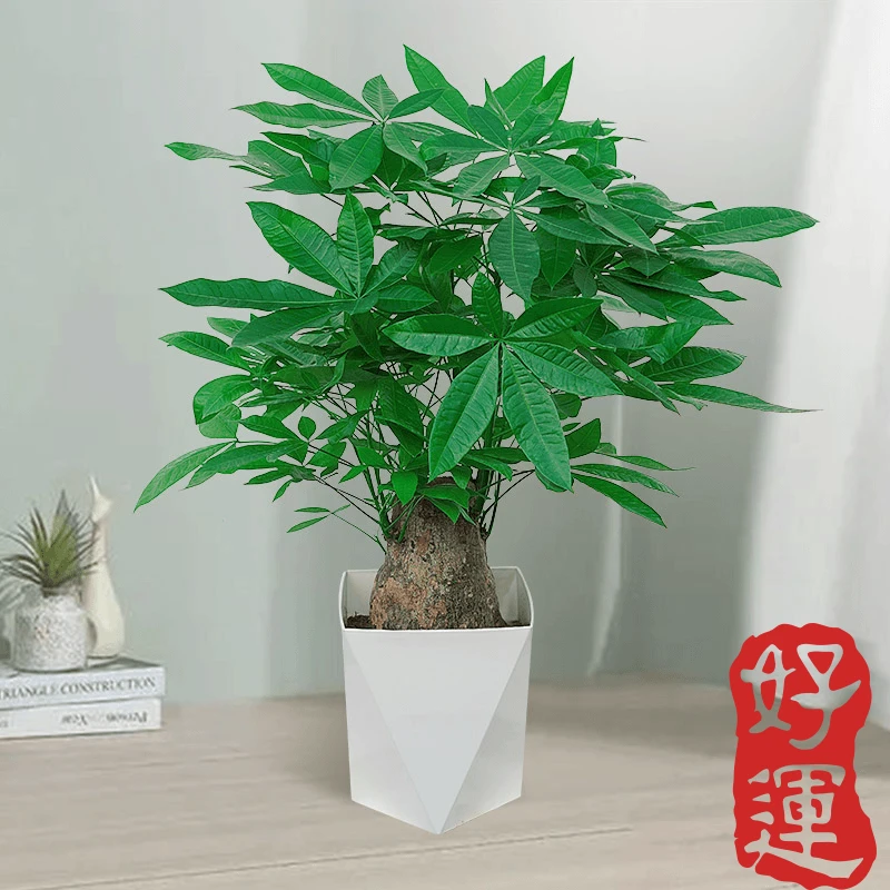 发财树四年盆栽室内客厅桌面四季常青好养绿植招财树办公室装饰