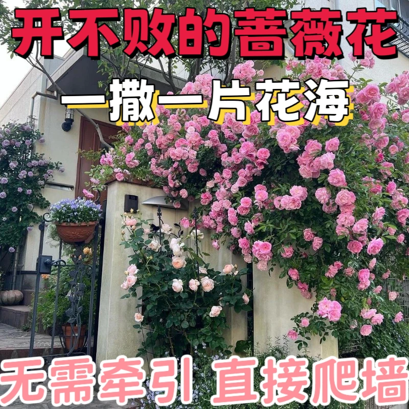 混色爬藤蔷薇花种子庭院阳台四季开花好养易活盆栽花卉种子四季种