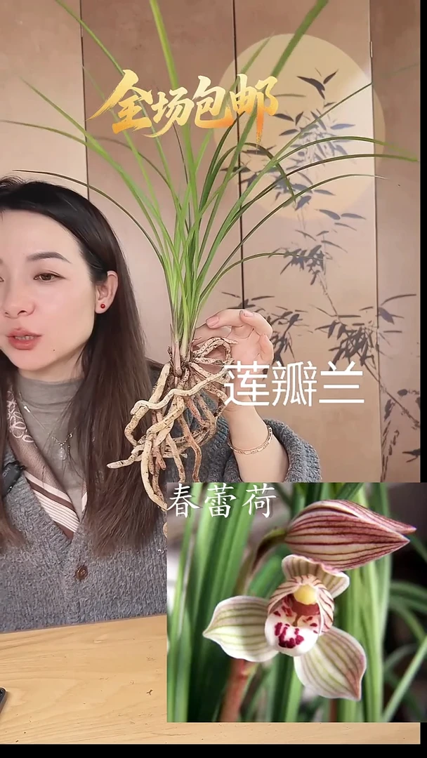 当前无花栽培后可以开花：春蕾
