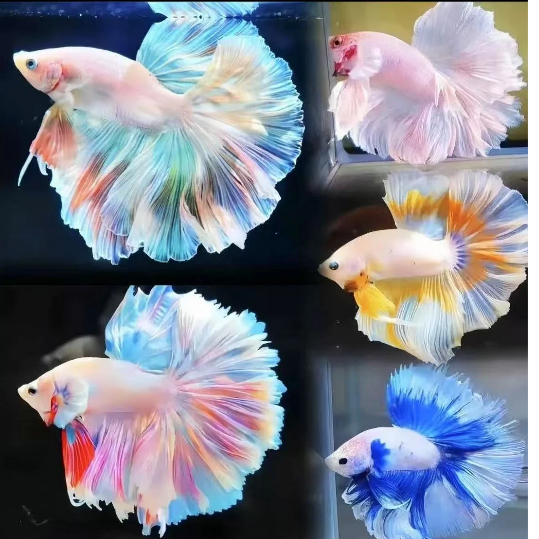 《169-192》婚纱斗鱼半月粉白好养耐活小型热带观赏鱼（直播间选鱼）