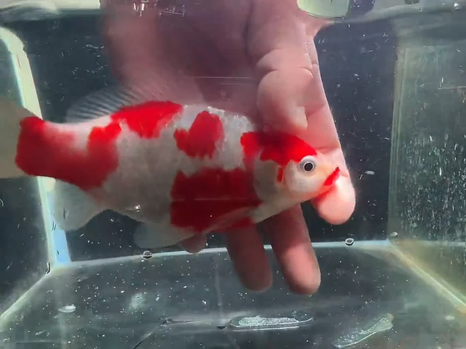 金鱼短尾草金鱼专用链接86