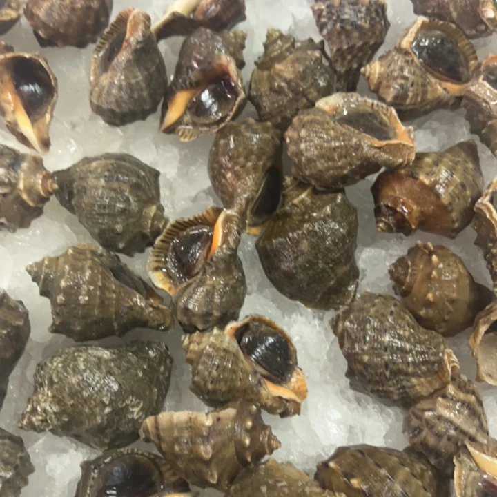 （可快递）鲜活-小海螺到手500g