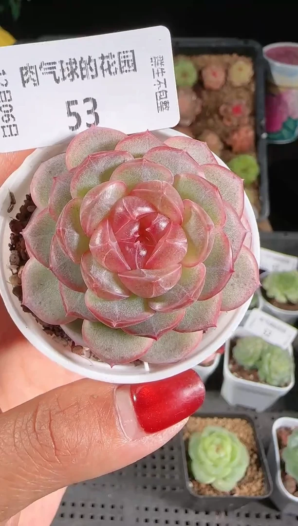 1206-53甘棠多肉群生不包整