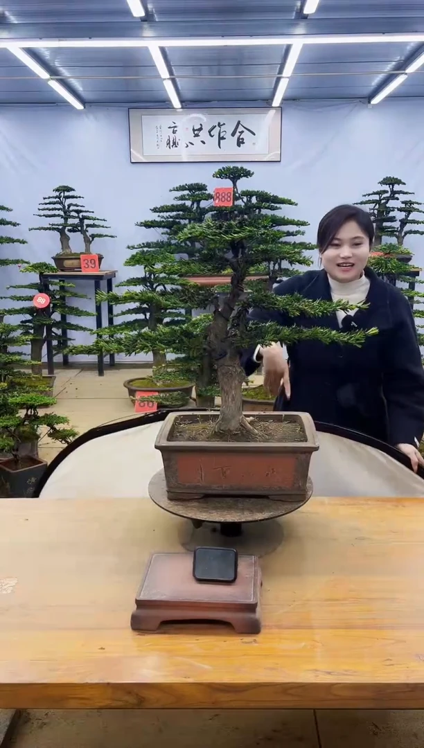 【闪购商品】高端盆景一物一拍，所见即所得