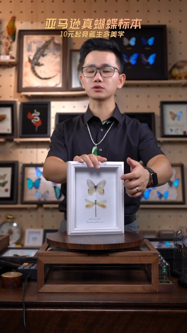 黄晶眼蝶+烟翅绿色蟌8寸欧式白框