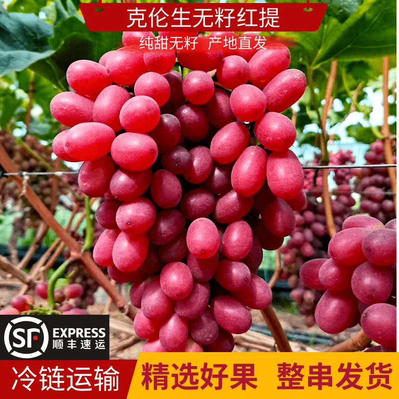 【小何】顺丰四川大凉山克伦生无籽红提新鲜现摘当季水果硬脆甜多汁