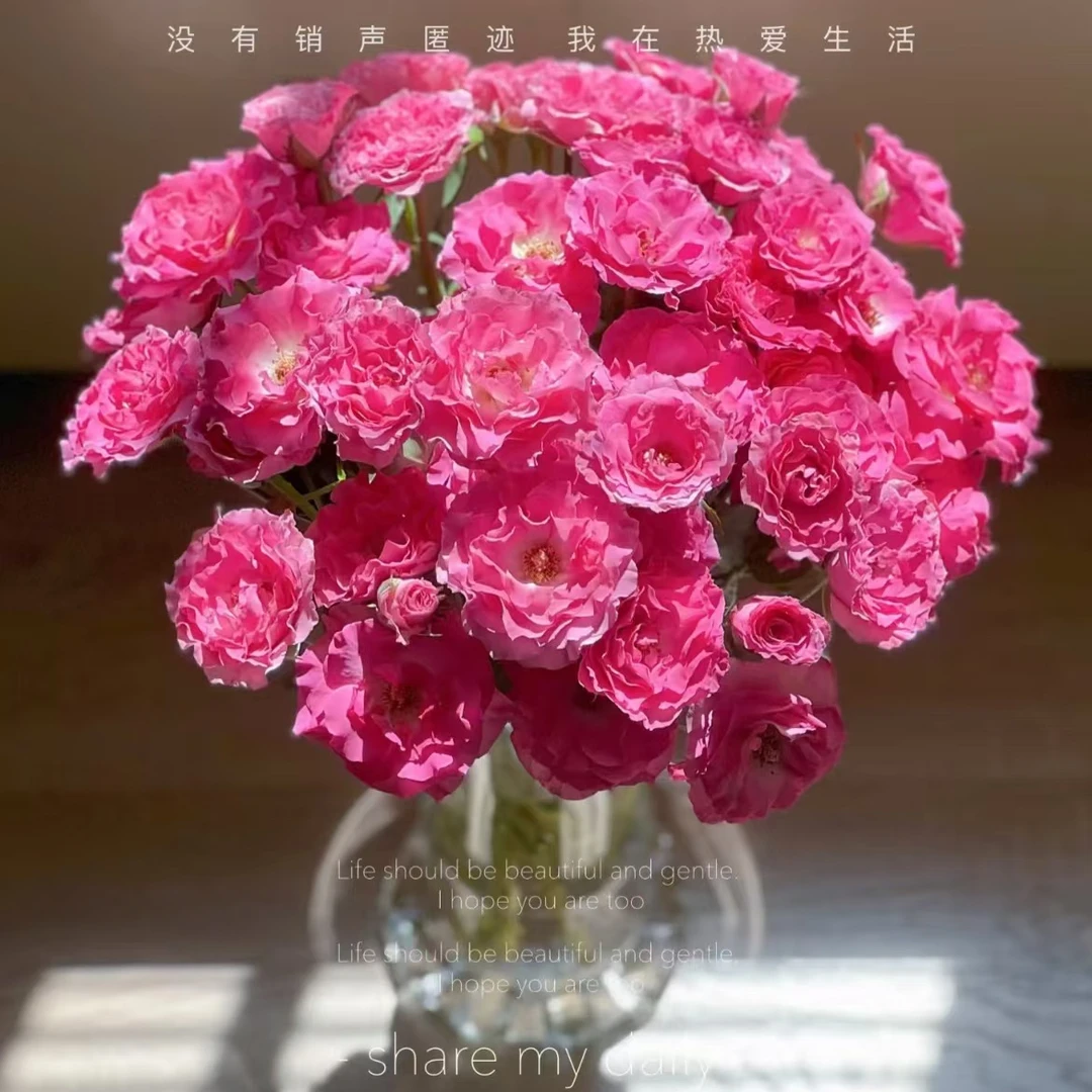 （美人鱼-多头玫瑰）玫瑰云南基地直发生活鲜花