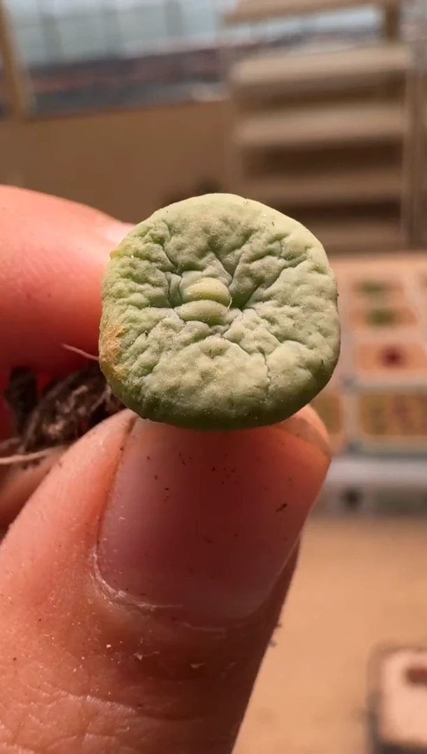 美丽的肉石头-435
