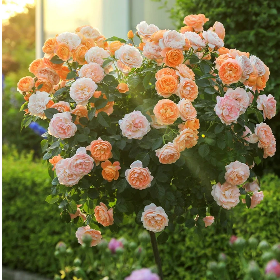 藤镜花园果汁阳台8L棒棒糖月季庭院阳台月季地栽盆栽月季四季开花