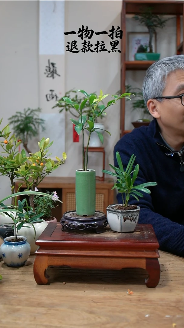 完全开放高****牧竹柏+罗汉松315