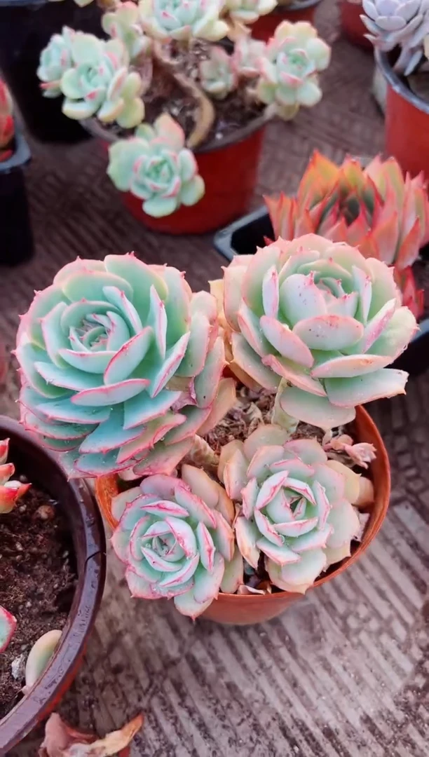 齐**龙多肉植物一物一拍29195