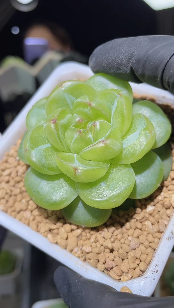 1216 鸿蒙圣镜 6.0-7.0厘米左右  量拍随机发