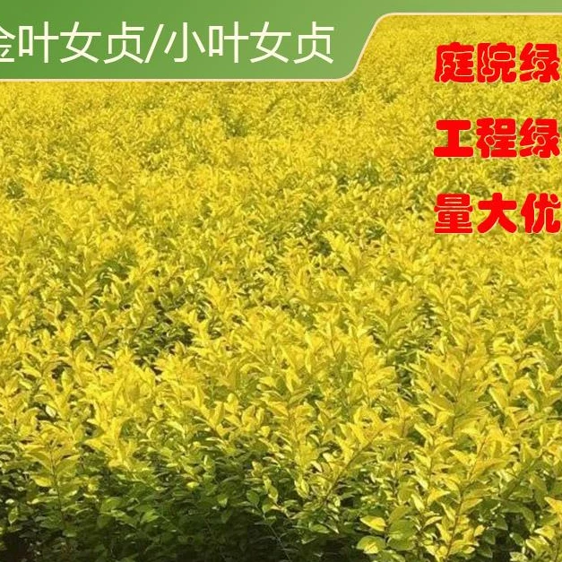 金叶小叶女贞树苗篱笆四季常青庭院植物绿化苗木耐旱耐阴无虫害