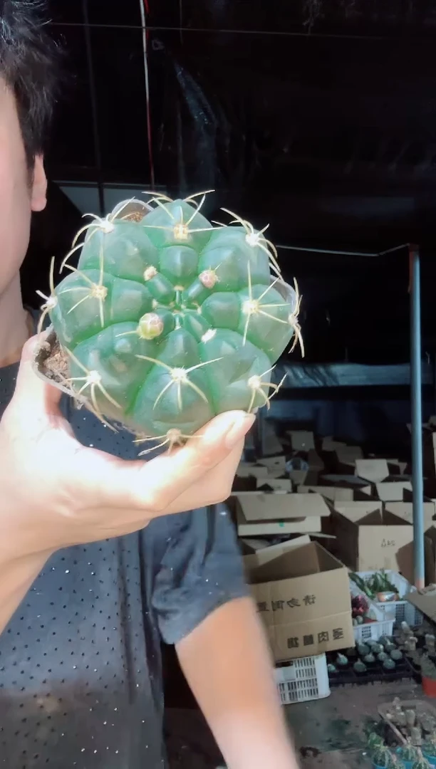 海王带花苞======