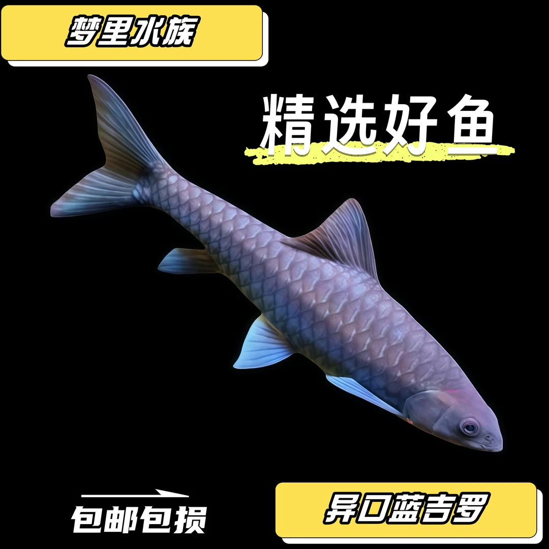 蓝吉罗新光唇异口原生吉罗观赏鱼包邮包损