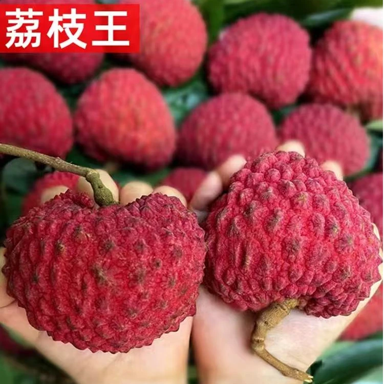 【空运发货】新2海南火山口荔枝王新鲜荔枝永兴荔枝现摘现发带箱5斤