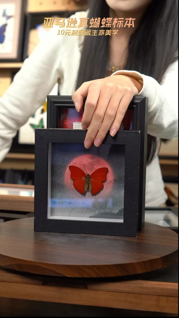 血漪蛱蝶6寸黑色方框红日款