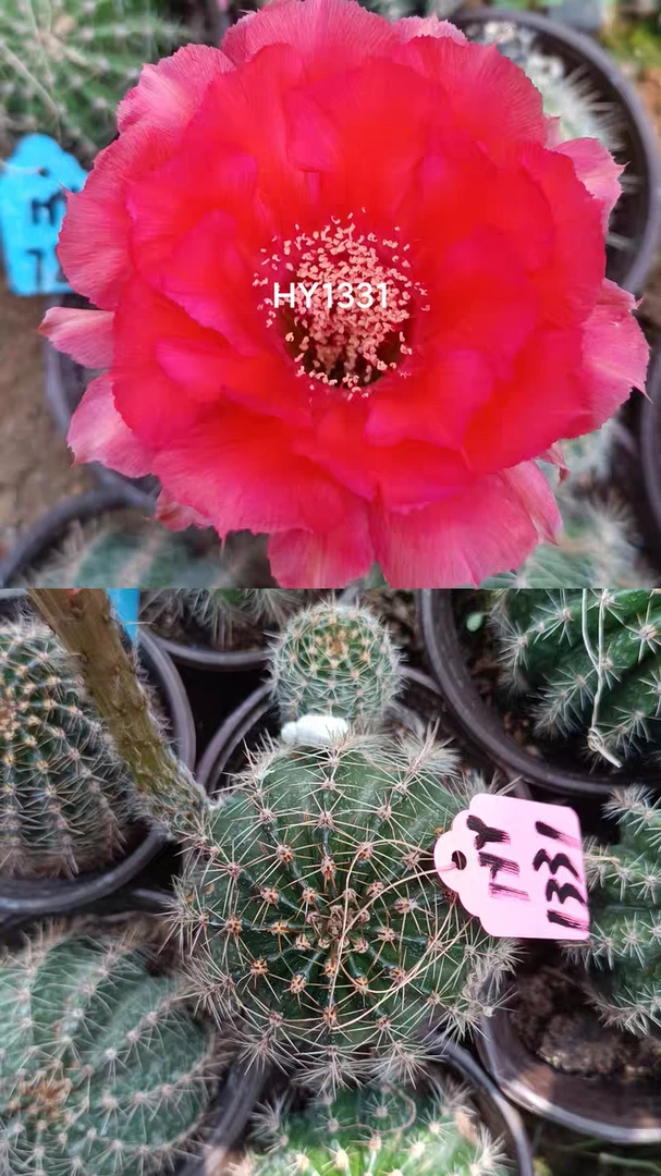 HY1331彩草仙人球直径7公分左右带根一物一拍