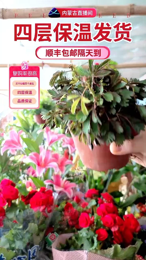 完全开放大盆含羞草