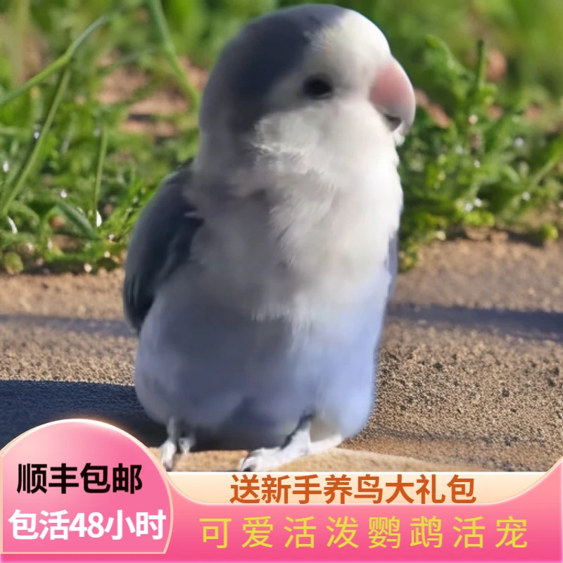 白鹿萌宠紫罗兰苹果绿白面澳桂莫奈花桃活体手养牡丹鹦鹉直播间