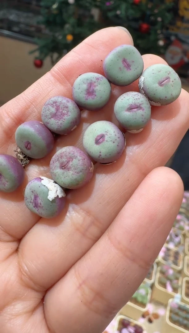 159多肉植物肉锥LT系列红嘴一颗