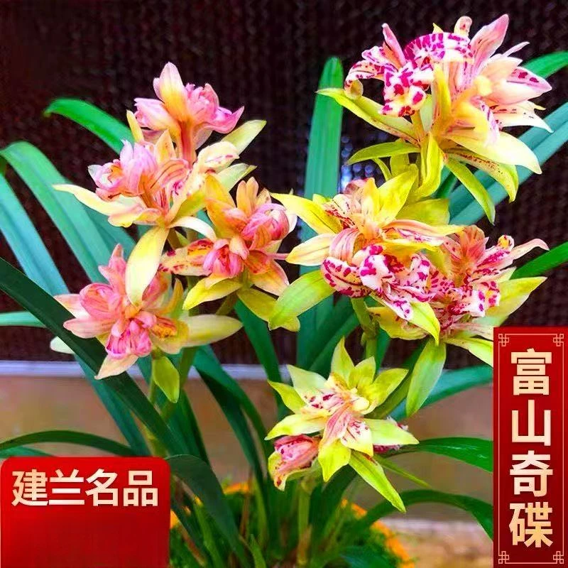 兰花 建兰铭品【富山奇蝶带花苞】带紫砂花盆 室内外浓香型好养盆栽