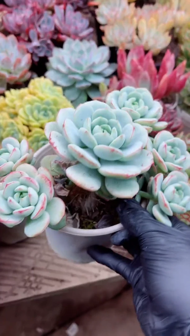 海*20005多肉植物一物一拍