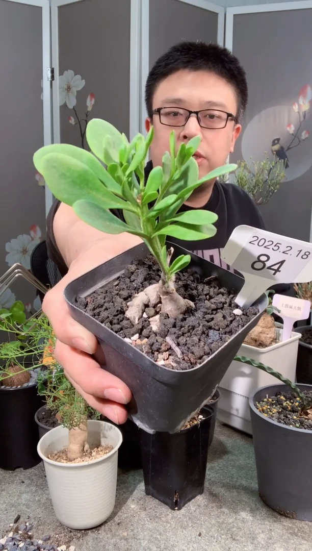 【闪购商品】海星厚墩菊2.18.84